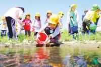 磐井川で稚魚を放流