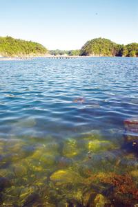 きれいな「草色」が特徴の唐桑の海（舞根湾）。