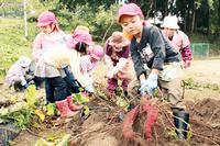 東山・松川保育園園児がサツマイモ堀り