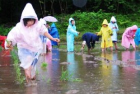 雨にも負けずに丁寧に田植えをする本寺小児童