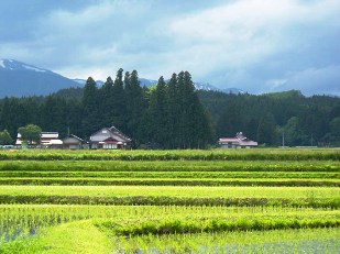 イグネ(屋敷林)や水田、民家など中世の面影を残す本寺の農村景観