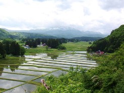 慈恵塚へ向かう参道の途中から本寺を一望