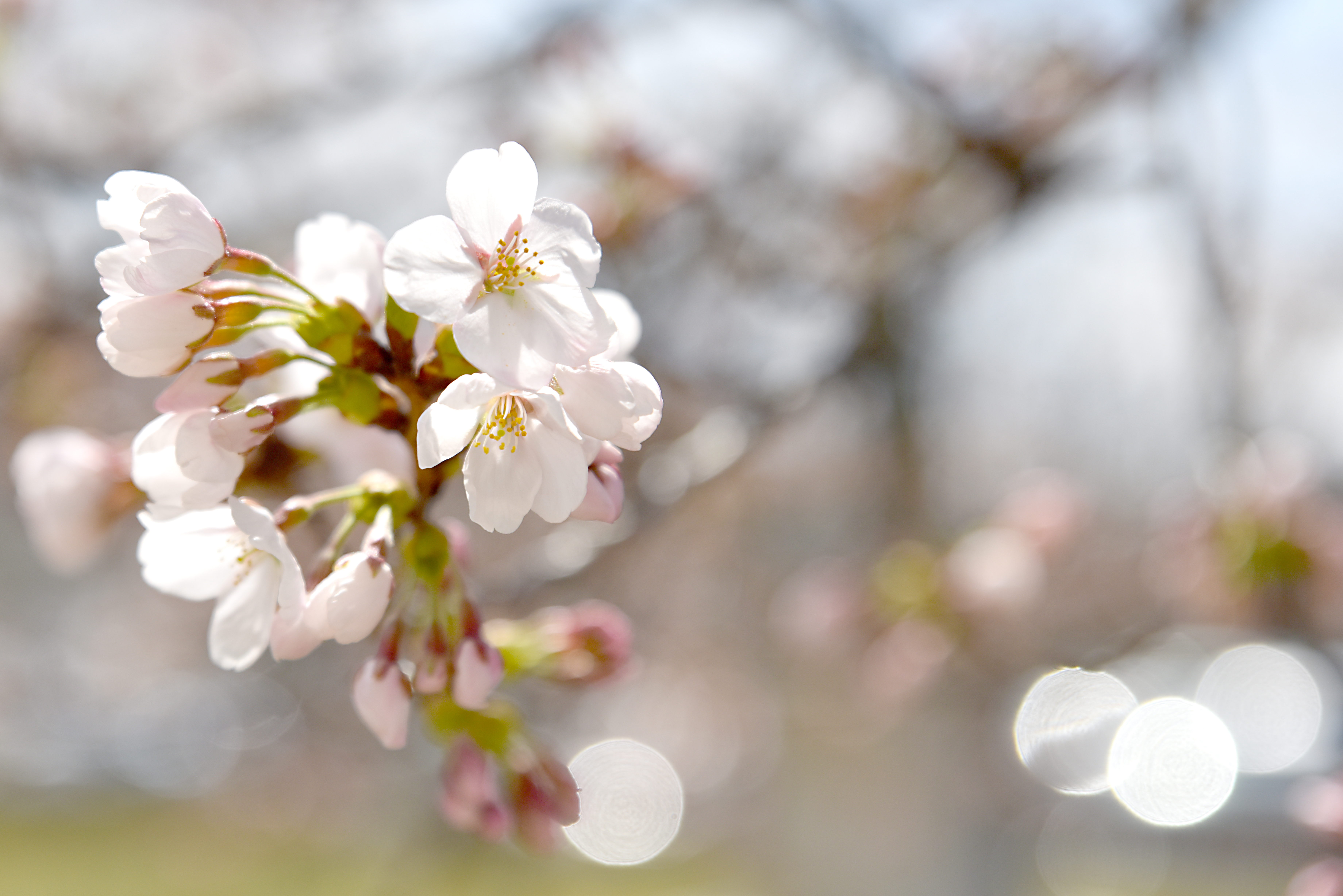 画像　桜
