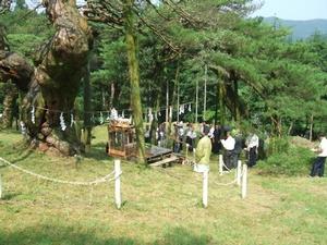 岩手県指定天然記念物「薄衣の笠マツ」伐採安全祈願祭