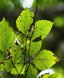 ブナの葉の縁は波状。写真は9月に撮影したため虫食いも