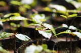 種をまいて2年目の、ブナの苗木。葉の先には来年の芽がすでにできています