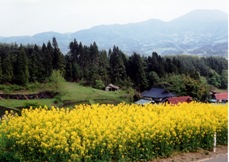 棚田脇の休耕田で美しく咲く菜の花畑（大東町大原山吹棚田）