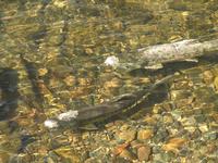 鮭の稚魚放流の様子　鮭の写真