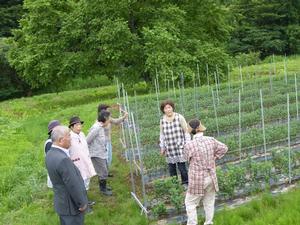 小菊の圃場での生産者との懇談