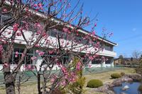 桜の木