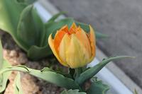 チューリップ