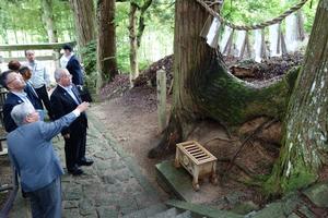 白幡神社夫婦杉視察