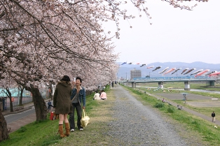 磐井川堤防の桜並木