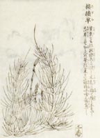 『備荒草木図』　接続草（すぎな）