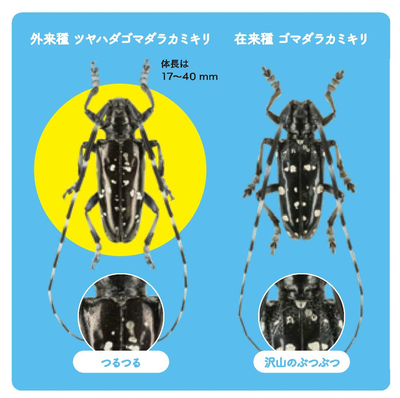 ツヤハダゴマダラカミキリ