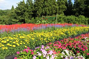 中山自治会の花壇