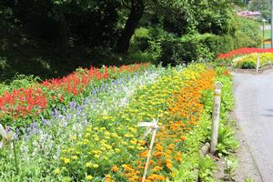 佐藤信造氏の花壇