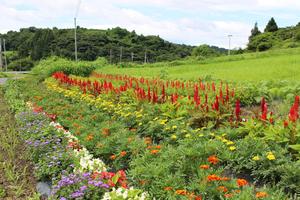 皆川チヨミ氏の花壇
