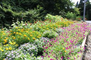 伊東ミヨ子氏の花壇