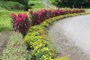 深萱自治会の花壇