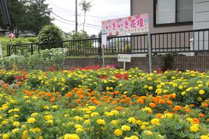 横町いきいきクラブの花壇のようす