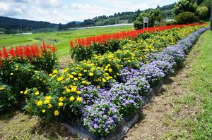 いちまる会花壇の写真