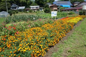 むつみ会花壇の写真