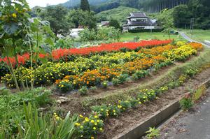 三浦イク子さんの花壇の写真