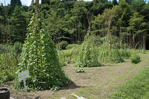 小山太郎さんの花壇の写真