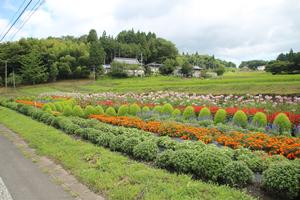 菜花好クラブの花壇