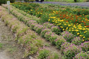 内沢集落公民館の花壇の写真