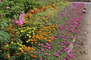 亥年集落公民館の花壇の写真