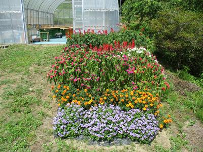 千葉 孝子氏の花壇