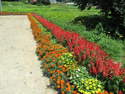 第六区自治会の花壇