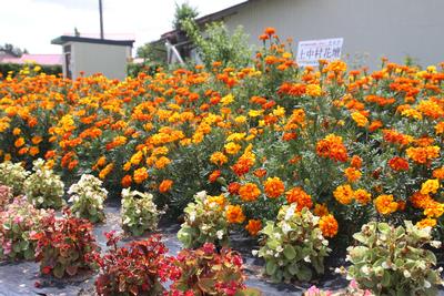 上中村集落公民館の花壇