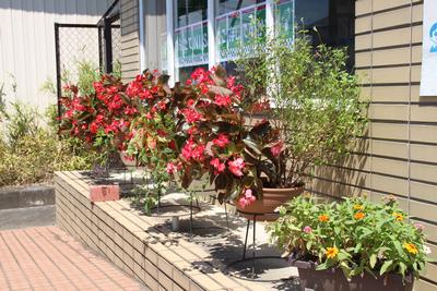 永井郵便局の花壇