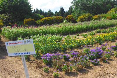 真滝4民区老人クラブ千歳会