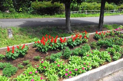 厳美小学校ボランティア委員