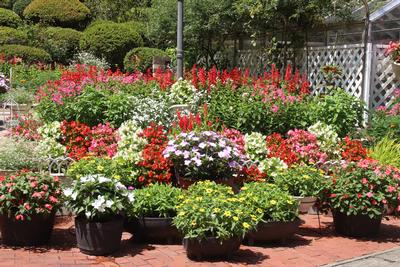 一般花壇部門 市長賞