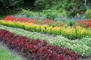 一般花壇部門 教育長賞