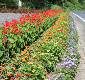 一般花壇部門 審査員特別賞
