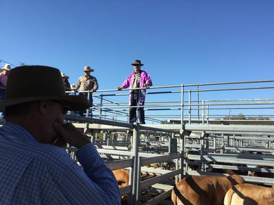 牛の市場を視察する様子