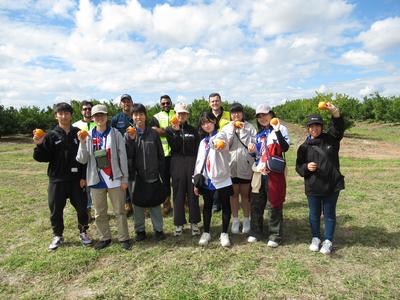 マンダリン畑と出荷工場を見学し収穫体験をする生徒たち