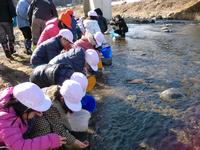 興田川でのサケの稚魚放流の様子