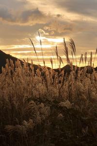 山裾の秋 からぁ
