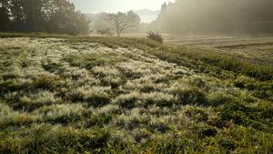 磐井の朝1 伊藤英伸