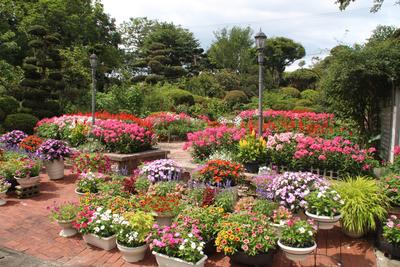 菅原美喜子さんの受賞花壇