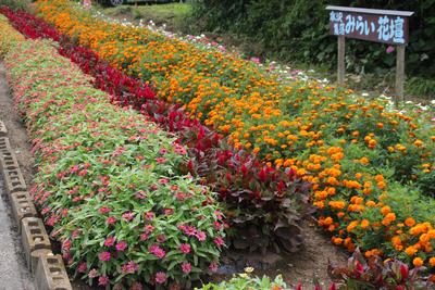 水沢集落公民館の受賞花壇