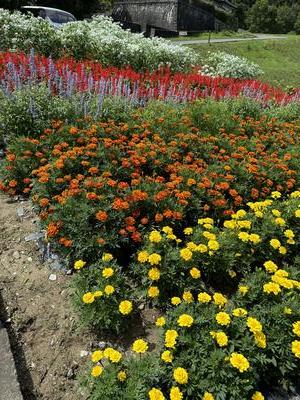 山谷母ちゃんの花畑の様子