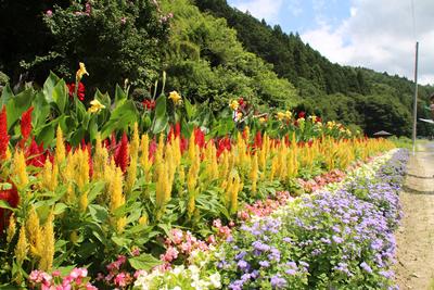 巻畑自治会社会部の受賞花壇